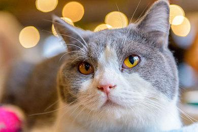 招聘信息暗示《战地》新作或将有开放世界玩法